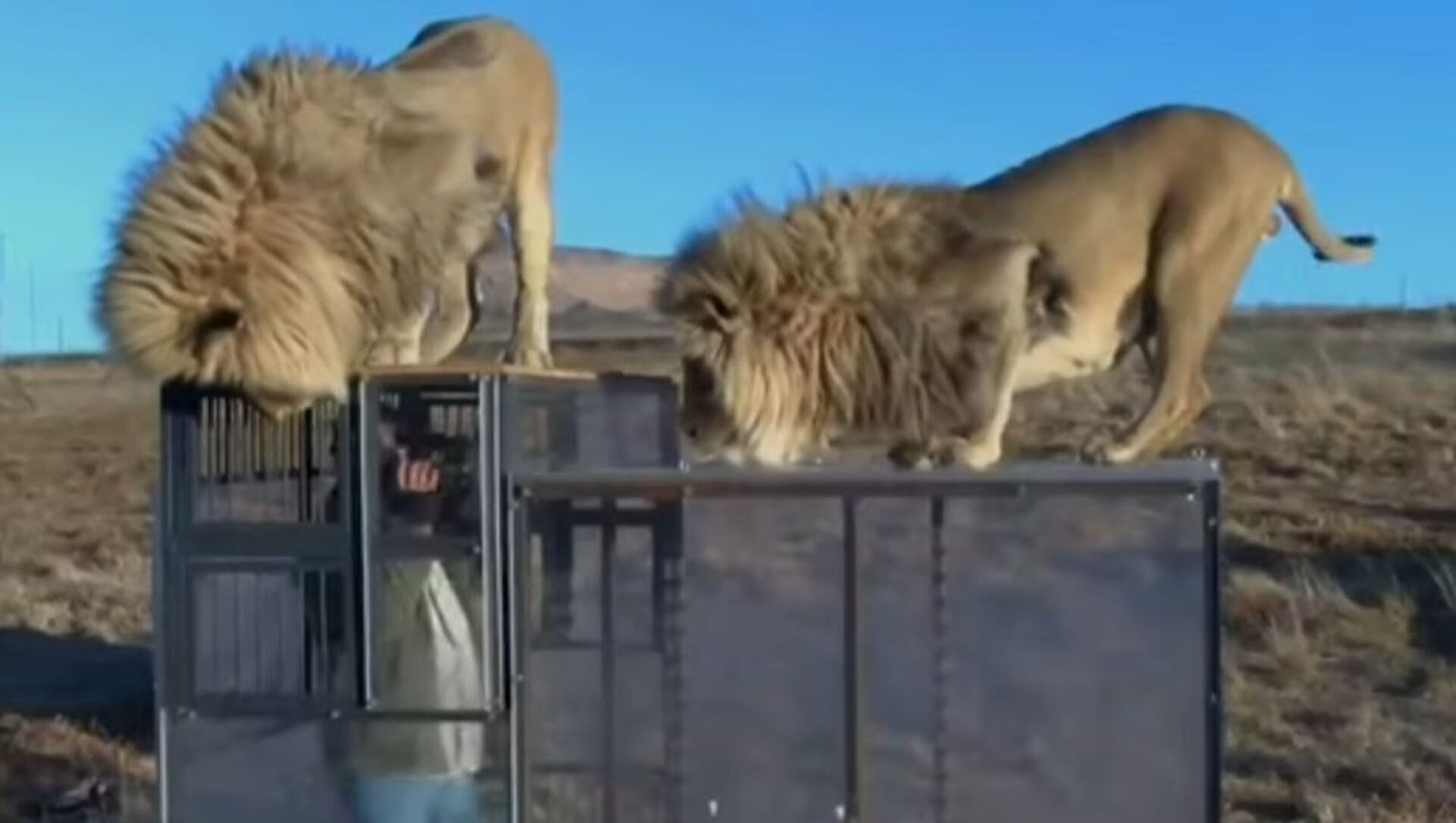 Un zoo al revés: ahora los humanos están en la jaula y los leones en  libertad , Sputnik Mundo