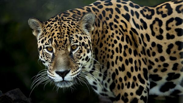 Un jaguar - Sputnik Mundo