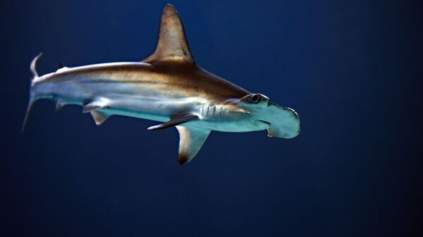 Un tiburón martillo  - Sputnik Mundo