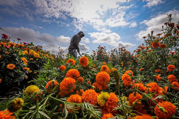 Cempasúchil, flor mexicana que embellece el camino al inframundo | Fotos -  , Sputnik Mundo