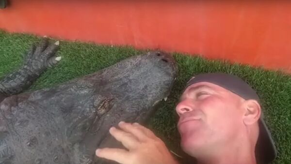 Confianza total: un hombre conversa y besa a un enorme caimán - Sputnik Mundo