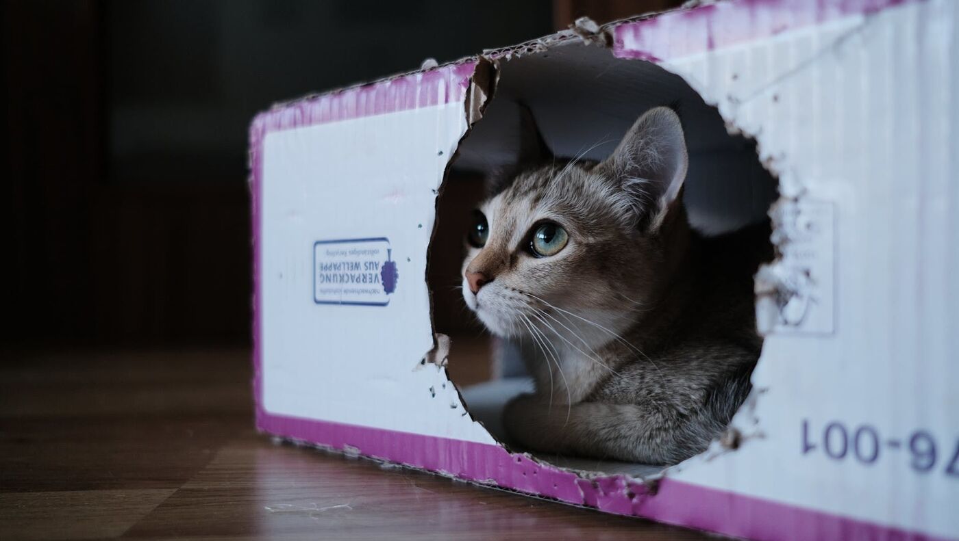 Al por menor Instrumento fotografía La curiosidad ya no mata al gato: la solución de la Física a la paradójica caja  de Schrödinger - 07.11.2019, Sputnik Mundo