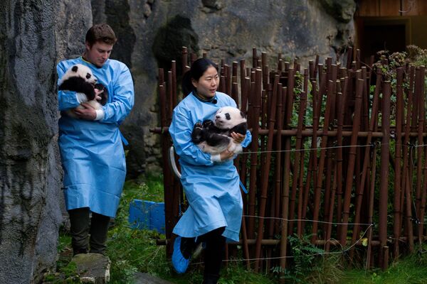 Работники зоопарка с детенышем панды в зоопарке в Брюглетте, Бельгия - Sputnik Mundo
