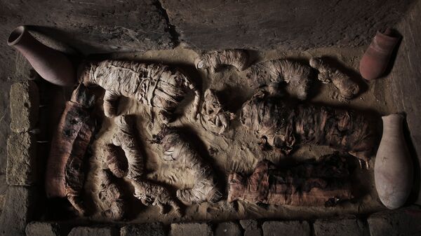 Gatos momificados en la necrópolis de Saqqara, al sur de El Cairo - Sputnik Mundo