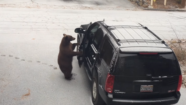 Un oso abre la puerta de un automóvil - Sputnik Mundo