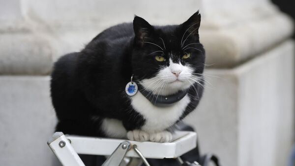 El gato Palmerston - Sputnik Mundo