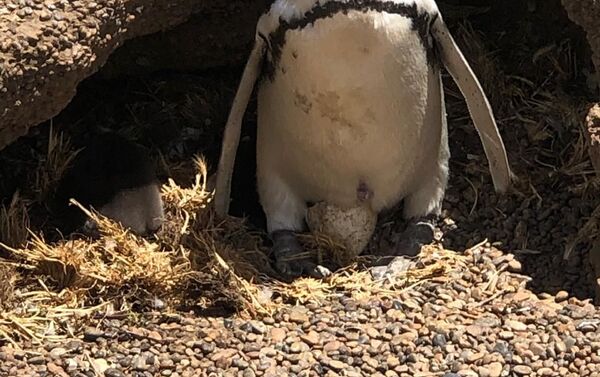 Los pingüinos padres cuidan sus huevos mientras las madres buscan alimento. Pingüino de magallanes en Chubut, Argentina - Sputnik Mundo