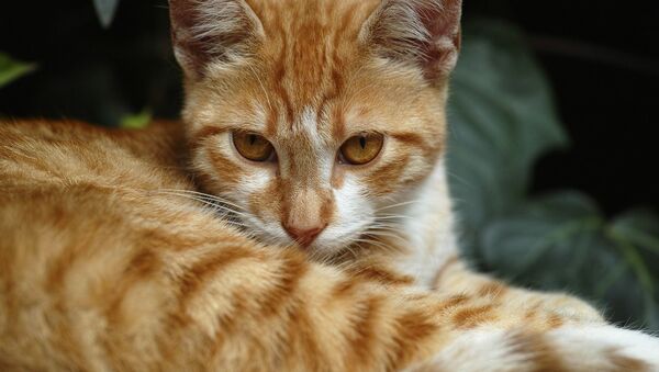 Un gato pelirrojo (archivo) - Sputnik Mundo