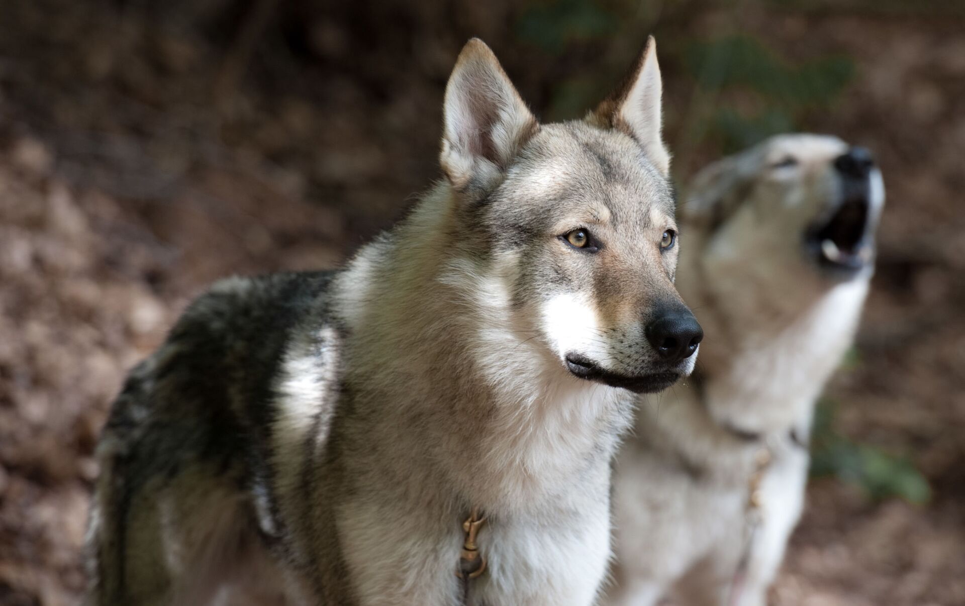 Batalla mortal: 2 perros se enfrentan a una manada de lobos | Fuertes  imágenes , Sputnik Mundo