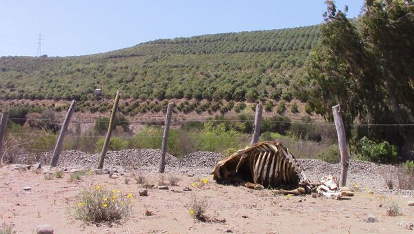 Localidad de Cabildo, Chile - contraste entre plantación de paltos y ganado muerto por sequía - Sputnik Mundo