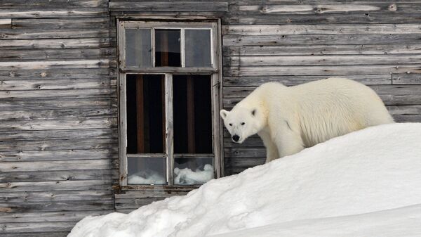 Un oso polar (archivo) - Sputnik Mundo