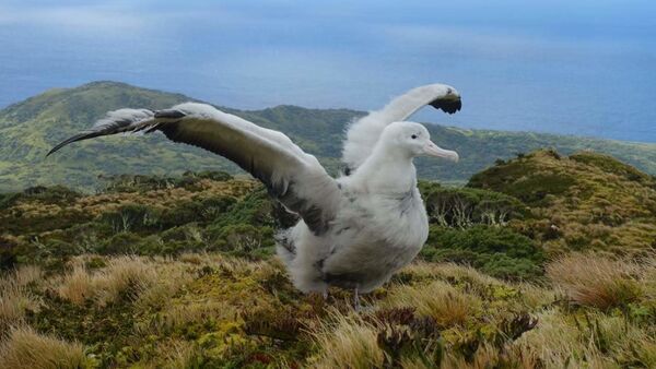 Albatros desplegando sus alas - Sputnik Mundo