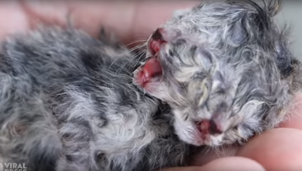 Nace un gato de dos caras en Tailandia - Sputnik Mundo
