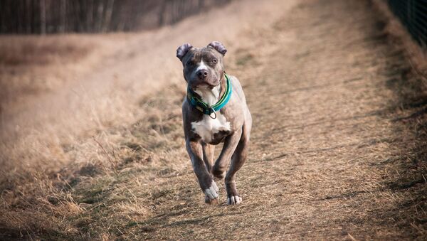 Un perro de la raza American Staffordshire Terrier - Sputnik Mundo