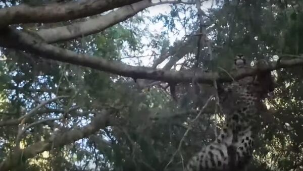 Un babuino ataca a un leopardo - Sputnik Mundo