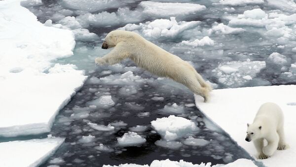 Unos osos polares en Chukotka - Sputnik Mundo