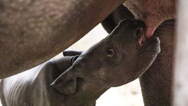 Rinoceronte bebé nacido en Potter Park Zoo - Sputnik Mundo