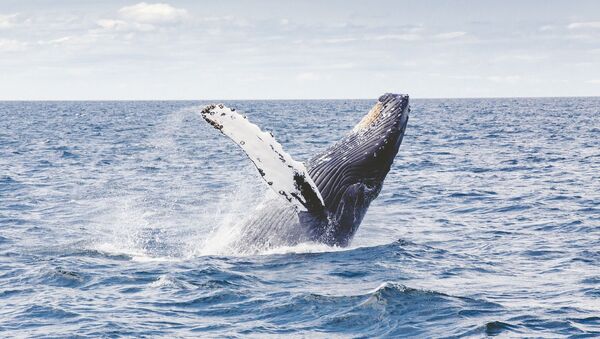 Una ballena jorobada en el mar - Sputnik Mundo