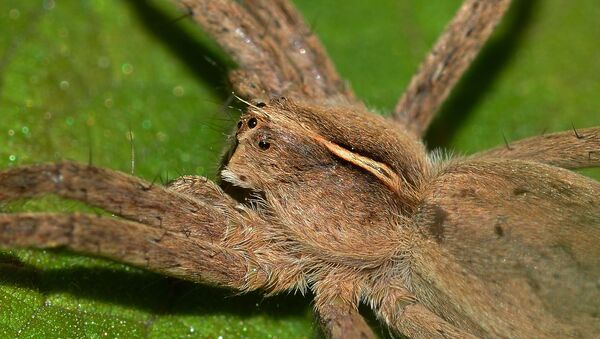 Un eujemplar de araña de la familia de los pisáuridos. Imagen referencial - Sputnik Mundo