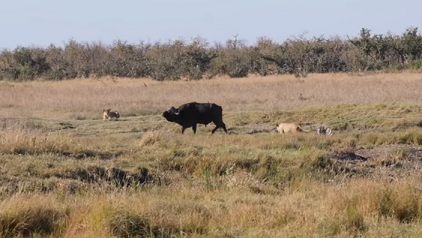 Un búfalo en una guarida de leones - Sputnik Mundo