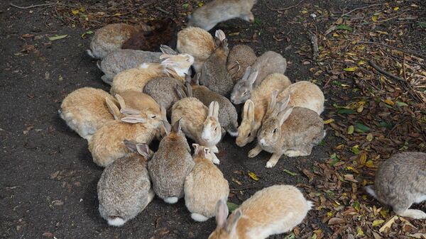 Más de 700 conejos viven en la isla de Okunoshima - Sputnik Mundo