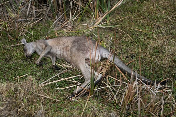 Australia en llamas: imágenes postapocalípticas y millones de animales muertos 
 - Sputnik Mundo