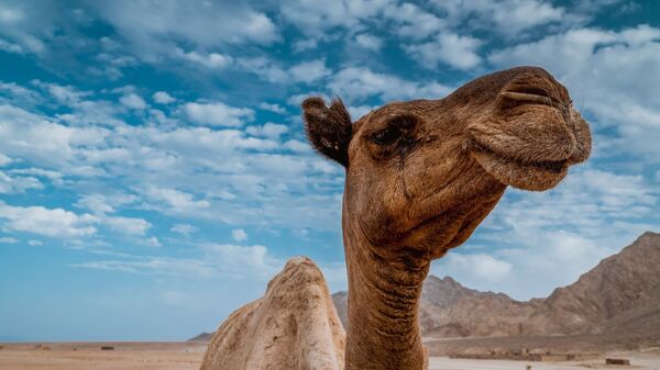 Camello sonriente  - Sputnik Mundo