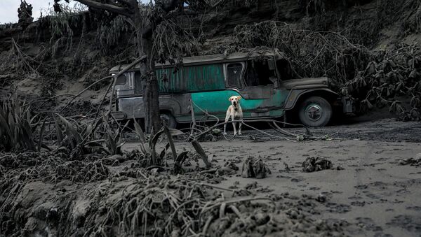 Собака в районе, покрытом вулканическим пеплом после извержения вулкана Тааль на Филиппинах - Sputnik Mundo