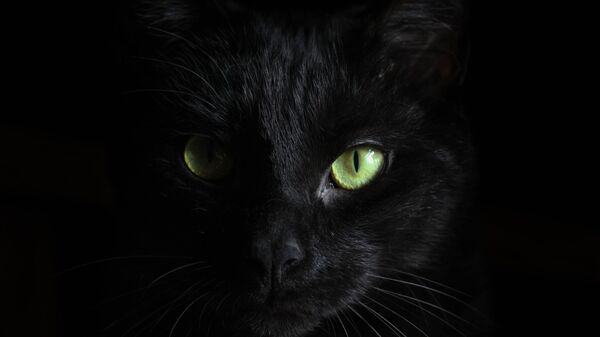 Un gato negro - Sputnik Mundo