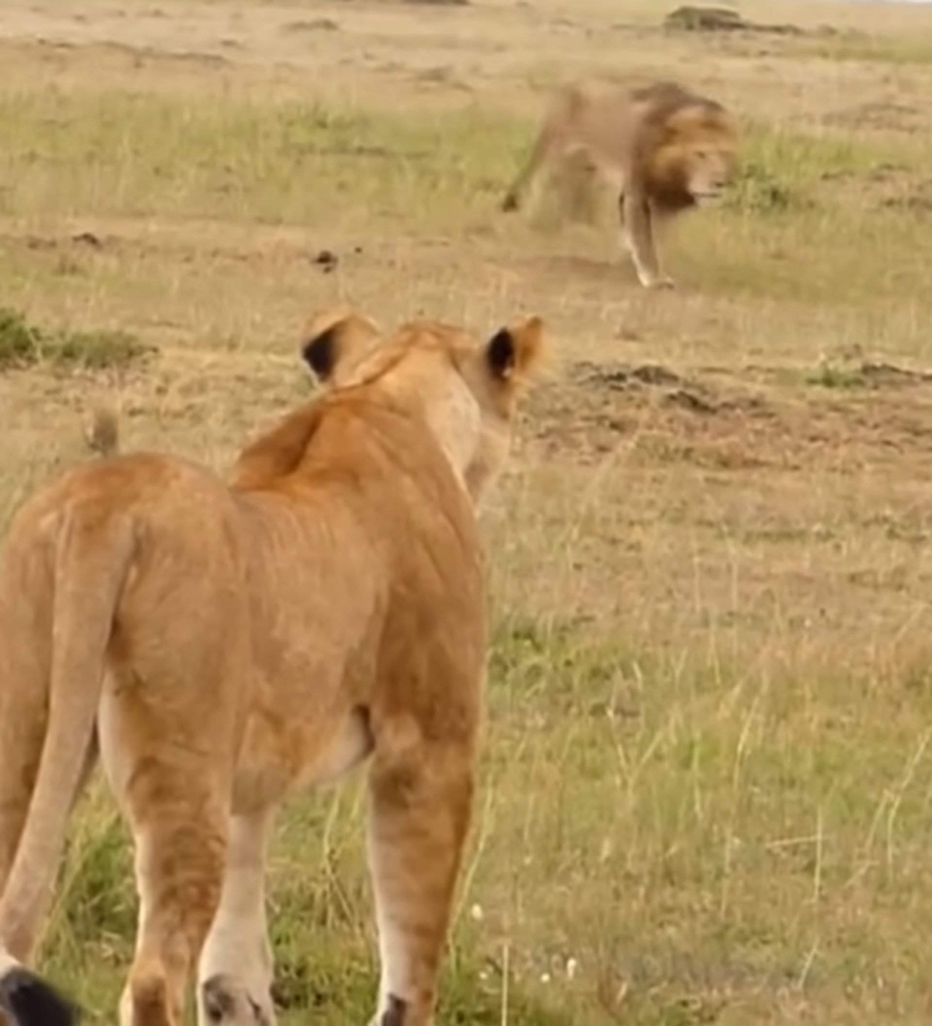 Un león le enseña a una leona cómo librarse de un grupo de hienas -  , Sputnik Mundo