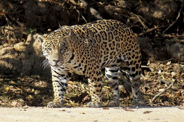 El jaguar podría ser la primera especie no humana 'sujeto de derechos' en Argentina El jaguar podría ser la primera especie no humana 'sujeto de derechos' en Argentina - Sputnik Mundo