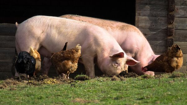 Cerdos y gallinas (imagen referencial) - Sputnik Mundo