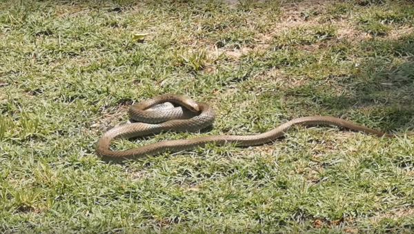 ¿Amistades peligrosas? Serpiente venenosa no da tregua a un lagarto en Australia - Sputnik Mundo
