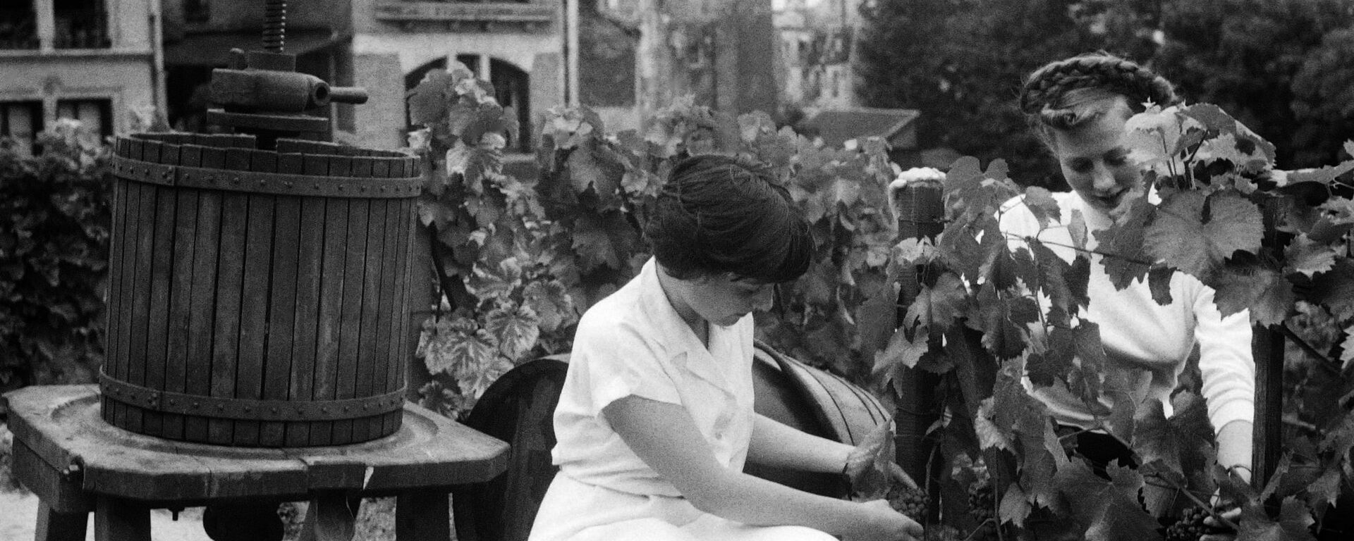 Mujeres cortando uvas para vino  - Sputnik Mundo, 1920, 14.02.2020