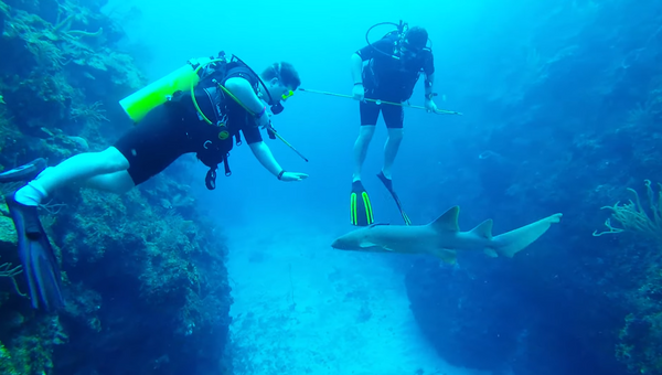 Los encuentros con tiburones que no terminan en un baño de sangre - Sputnik Mundo