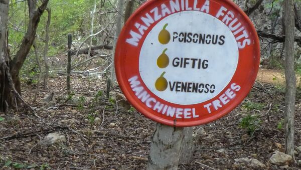 Advertencia sobre el árbol de Hippomane mancinella - Sputnik Mundo