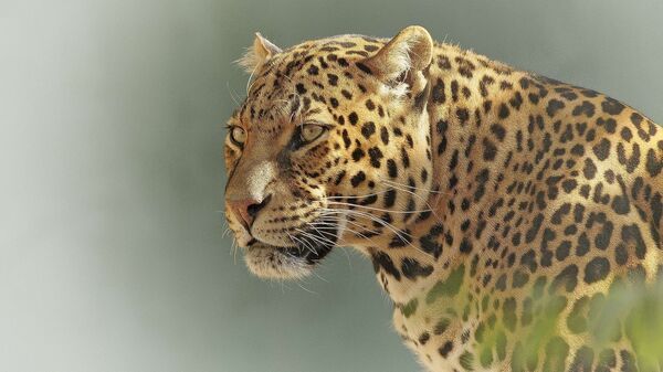 Un leopardo - Sputnik Mundo