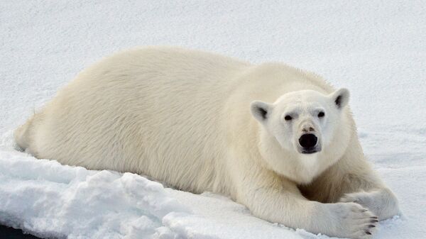 Un oso polar en el océano Ártico - Sputnik Mundo