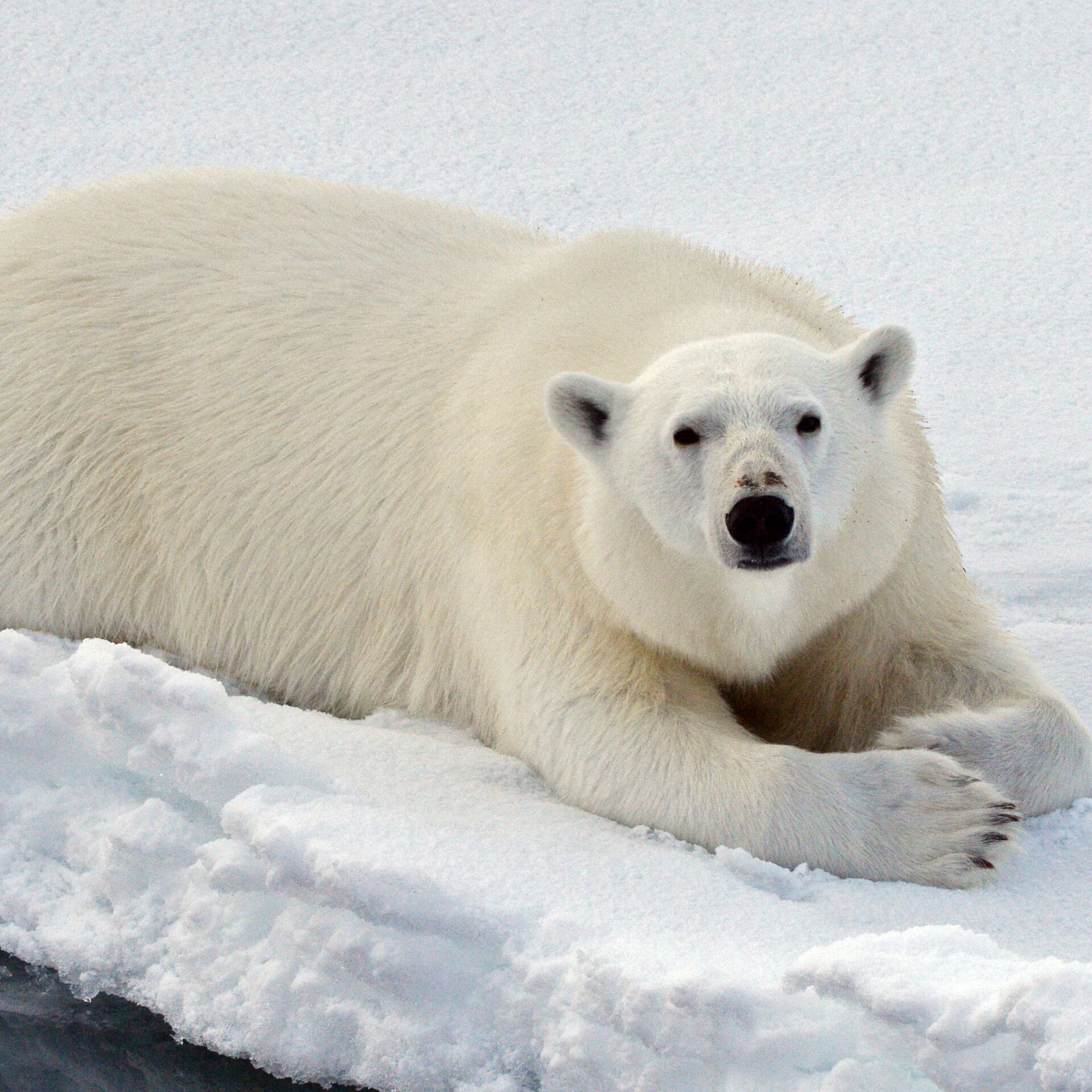 Белый вид. Белый медведь в Якутии. Белые медведи на Камчатке. Виды белых медведей. Шерсть белого медведя.
