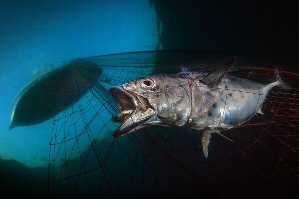 El concurso de fotografía submarina Underwater Photographer of the Year 2020, en imágenes
 - Sputnik Mundo