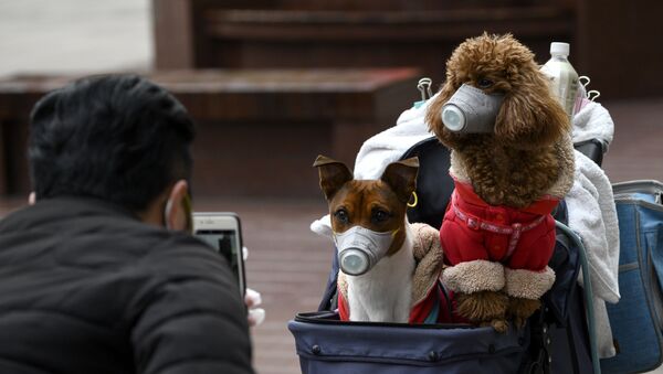 Dos perros en mascarillas en Shanghái durante el brote del coronavirus - Sputnik Mundo