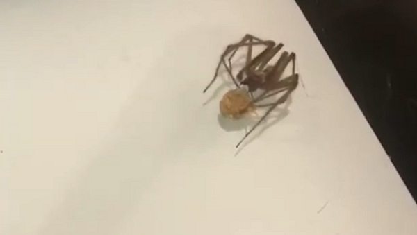 Una araña 'rastafari' roba un trozo de marihuana - Sputnik Mundo