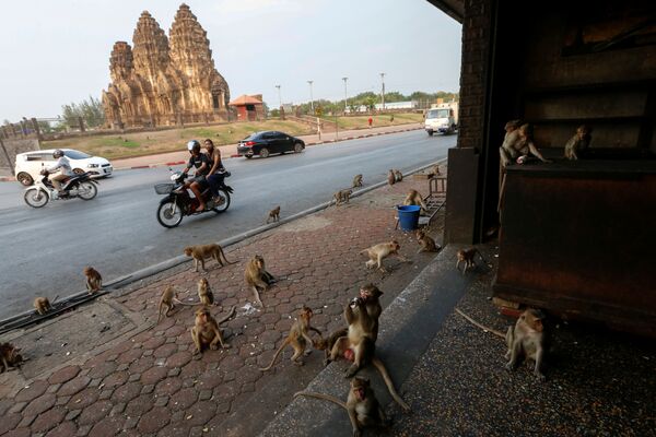 Lopburi: la ciudad tailandesa que el coronavirus convirtió en el imperio de los monos  - Sputnik Mundo