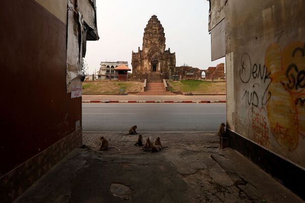 Lopburi: la ciudad tailandesa que el coronavirus convirtió en el imperio de los monos  - Sputnik Mundo