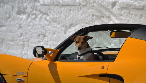 Un perro al volante, imagen ilustrativa - Sputnik Mundo