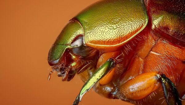 Un escarabajo (imagen referencial) - Sputnik Mundo