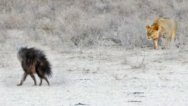 Una hiena poco precavida se convierte en la cena de tres leones - Sputnik Mundo