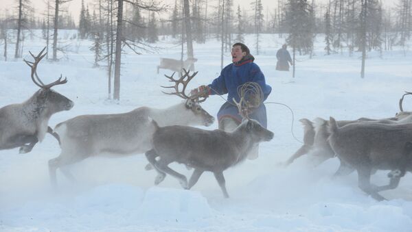 Un pastor de renos de la península de Yamal, Rusia (archivo) - Sputnik Mundo