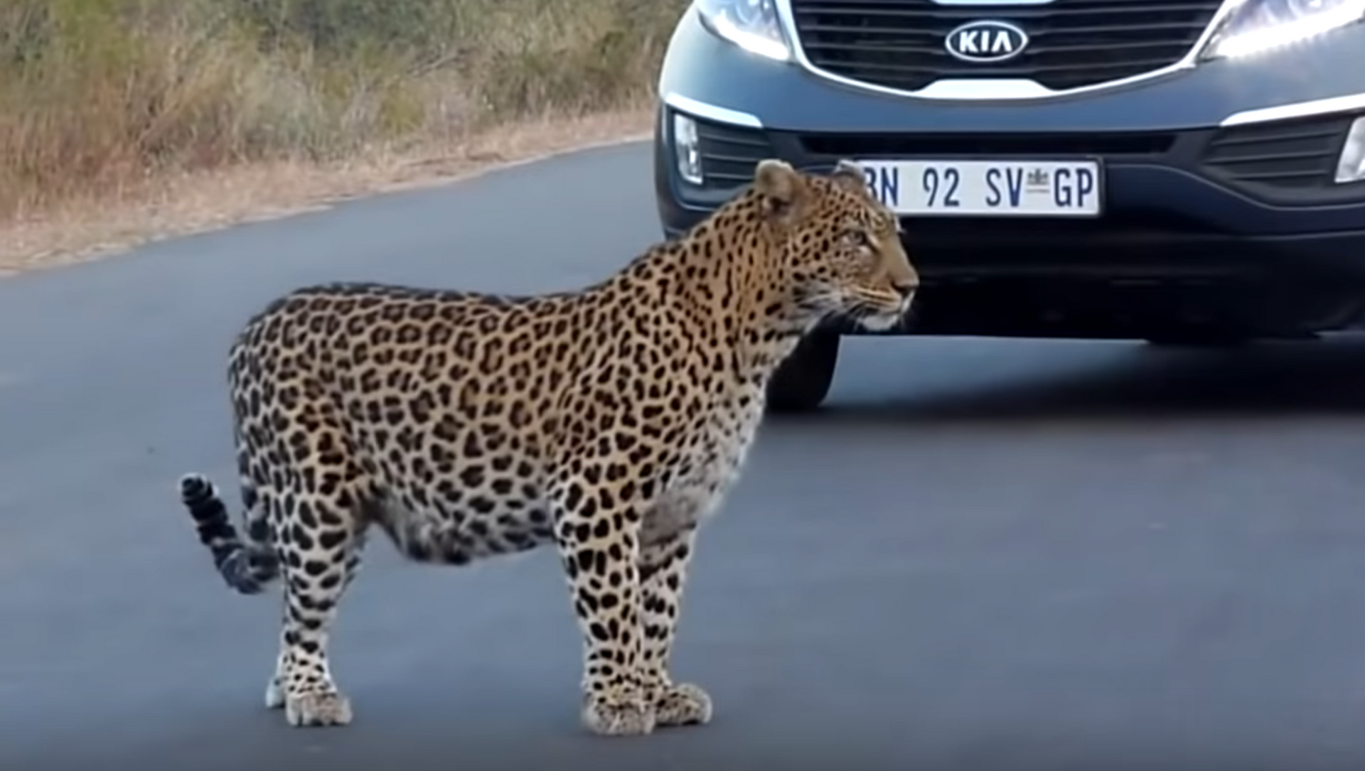 Китайский леопард авто. Мама леопард. Леопард купе. Леопардовая машина фото. African Leopard.