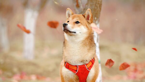 Un perro de la raza Shiba Inu - Sputnik Mundo